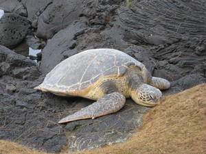 Keaau, HI